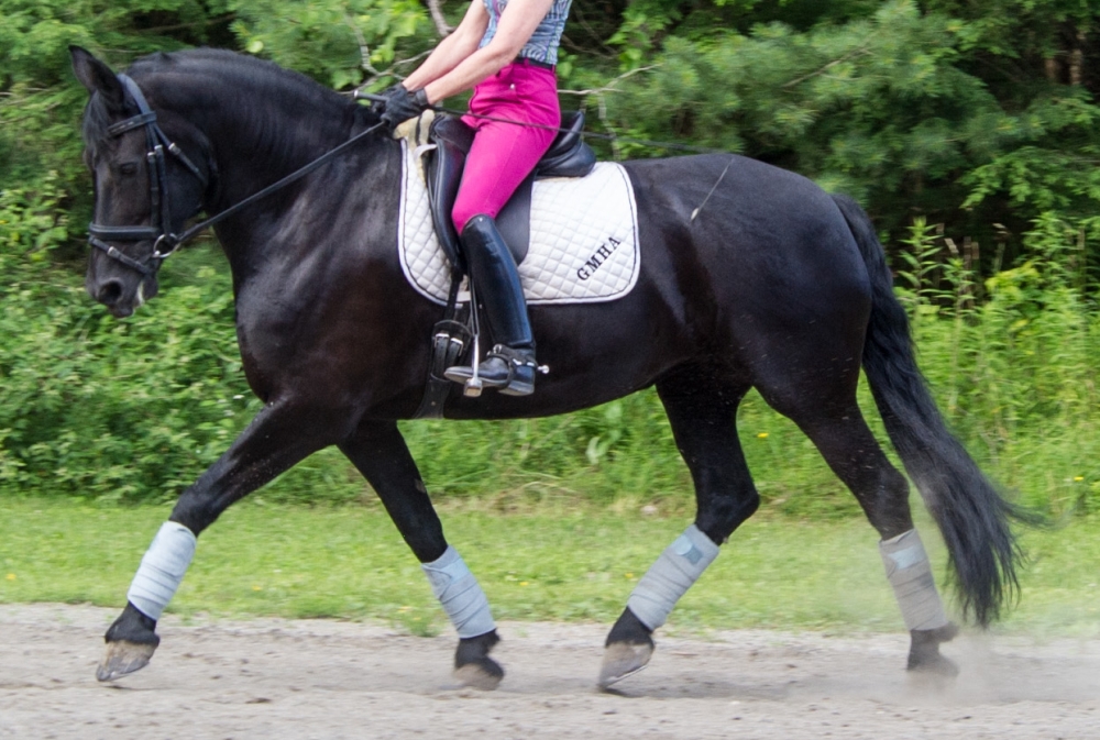 pic of horse for sale