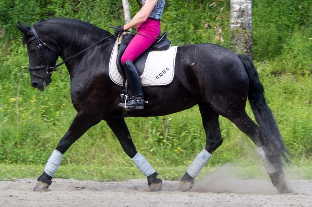 pic of horse for sale