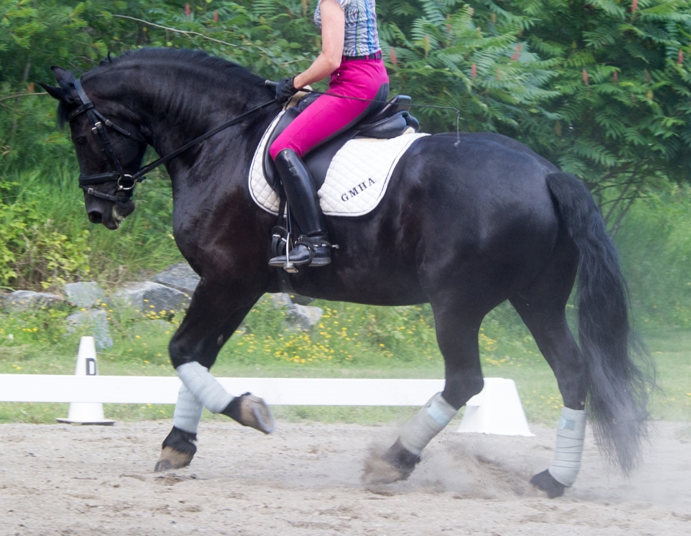 pic of horse for sale