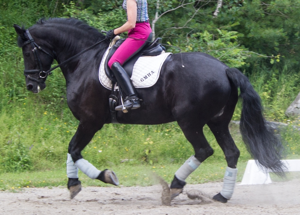 pic of horse for sale