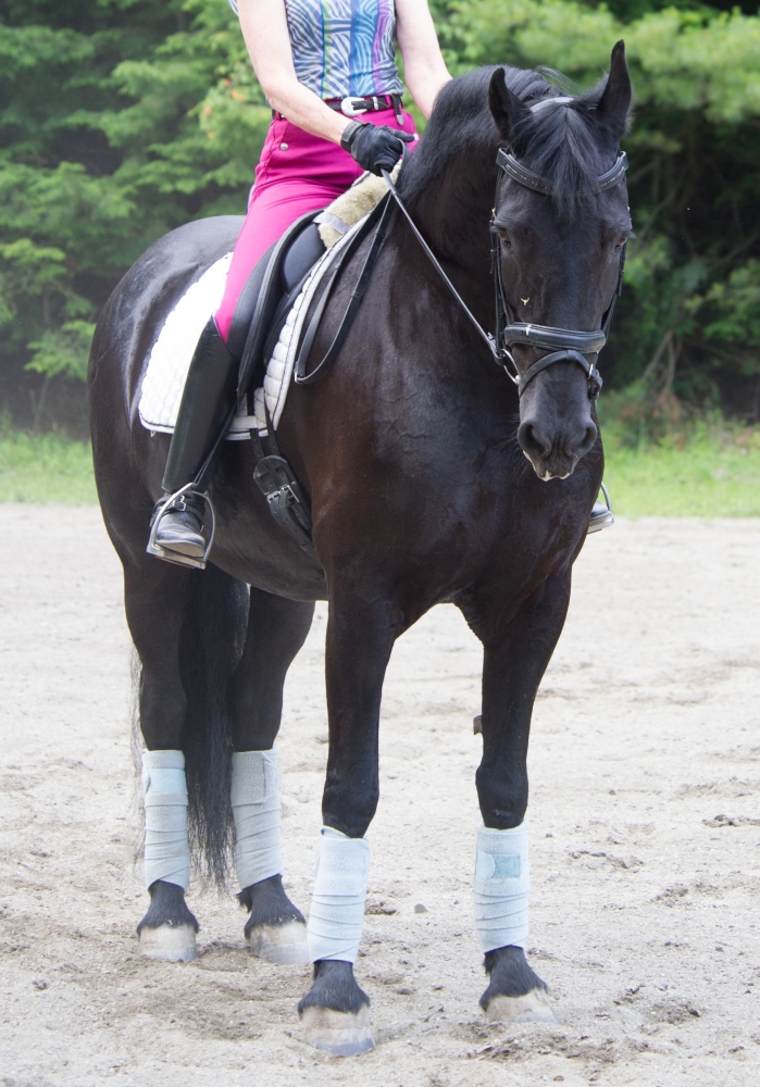 pic of horse for sale